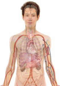 Infographic showing benefits of fitness on heart, brain and lungs 
