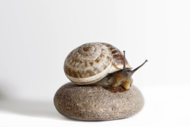 Choosing the right products for snail mucin benefits for skin 
