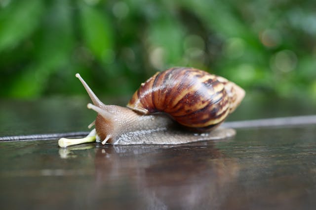 Snail mucin benefits for skin shown with a natural skincare serum flatlay image